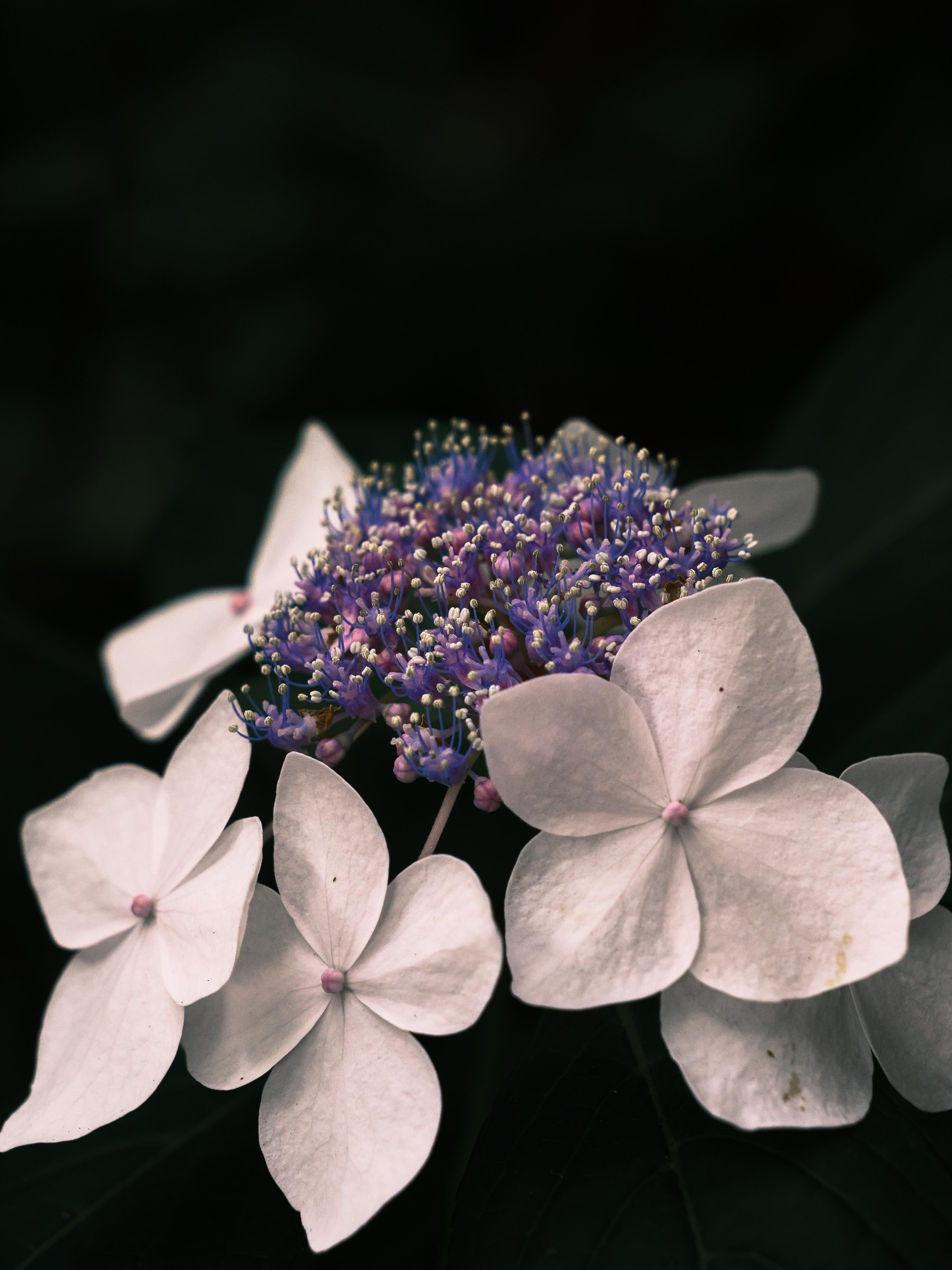 purple hued hydrangea